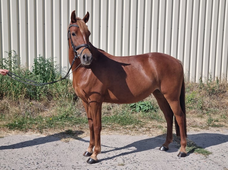 Duitse rijpony Merrie 5 Jaar 147 cm Vos in Trebbin