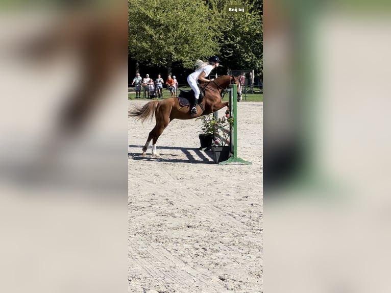 Duitse rijpony Merrie 5 Jaar 147 cm Vos in Amstelhoek