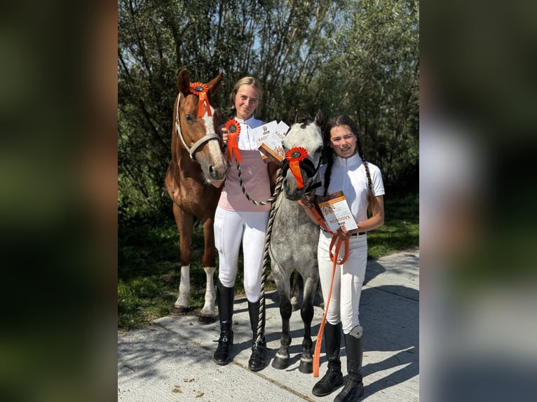 Duitse rijpony Merrie 5 Jaar 147 cm Vos in Amstelhoek