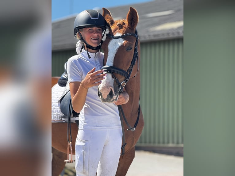 Duitse rijpony Merrie 5 Jaar 147 cm Vos in Amstelhoek