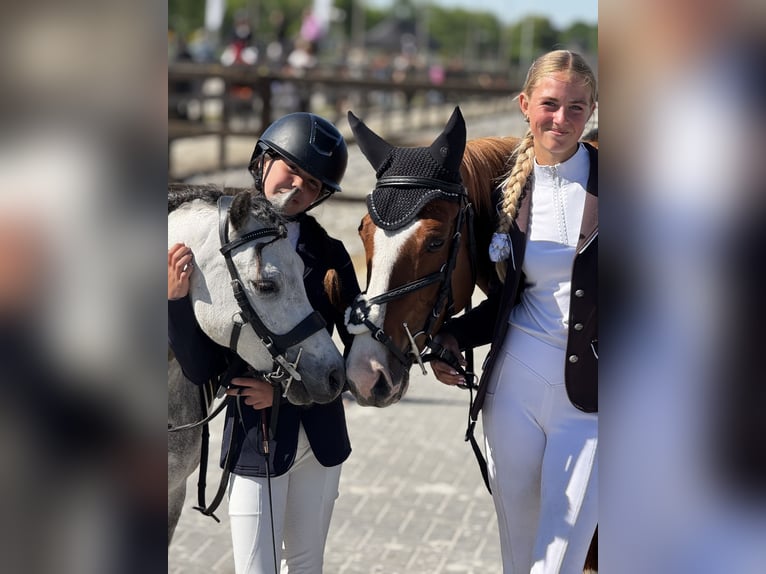 Duitse rijpony Merrie 5 Jaar 147 cm Vos in Amstelhoek