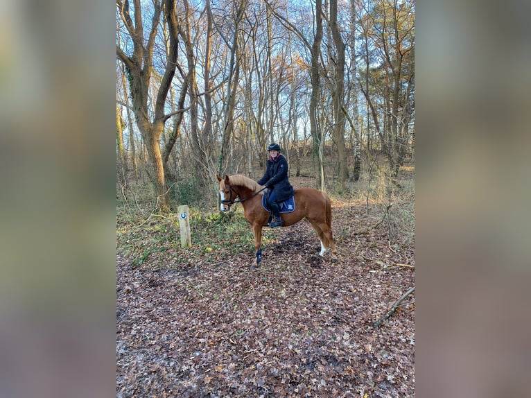 Duitse rijpony Merrie 5 Jaar 147 cm Vos in Nordleda