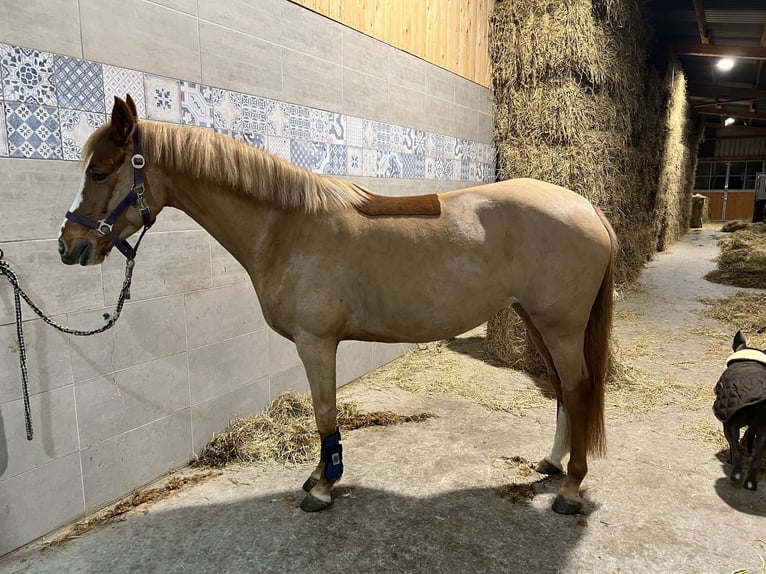 Duitse rijpony Merrie 5 Jaar 147 cm Vos in Nordleda