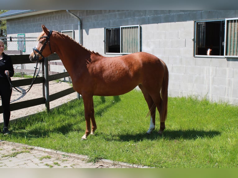 Duitse rijpony Merrie 5 Jaar 147 cm Vos in Nordleda