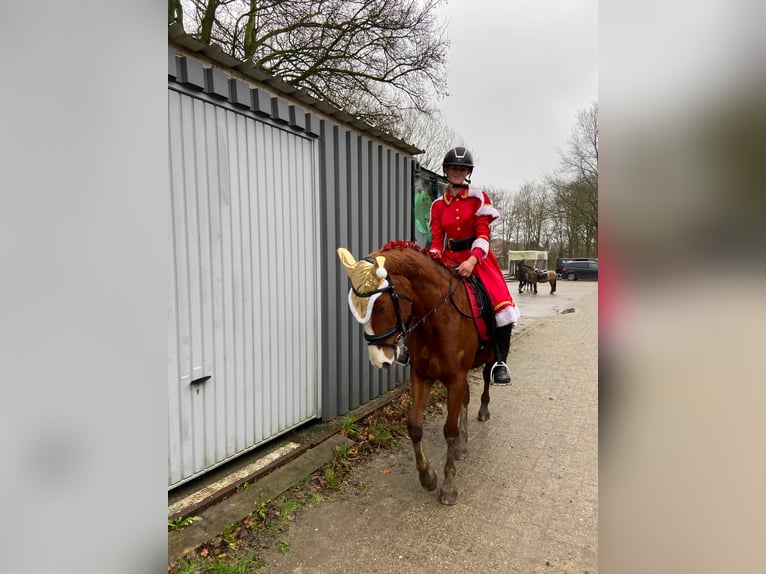 Duitse rijpony Merrie 5 Jaar 147 cm Vos in Uithoorn