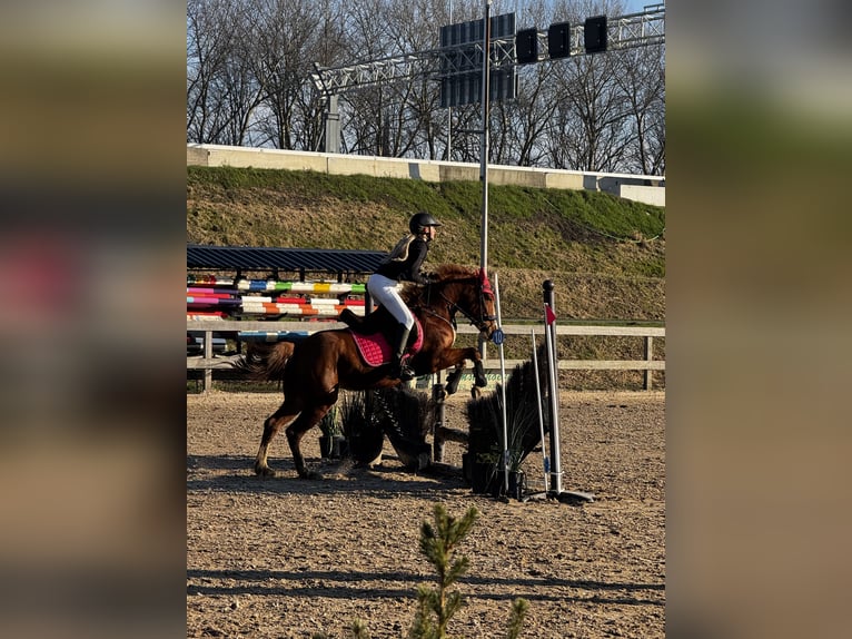 Duitse rijpony Merrie 5 Jaar 147 cm Vos in Uithoorn