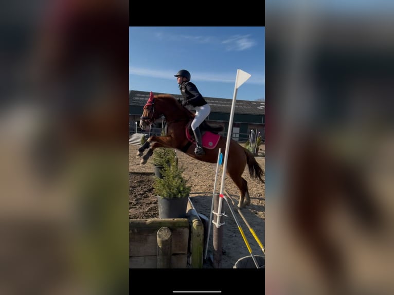 Duitse rijpony Merrie 5 Jaar 147 cm Vos in Uithoorn