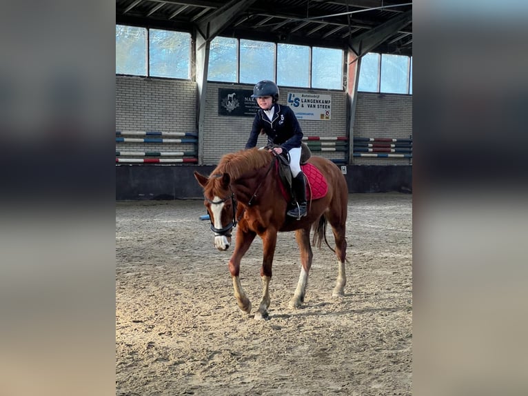 Duitse rijpony Merrie 5 Jaar 147 cm Vos in Uithoorn