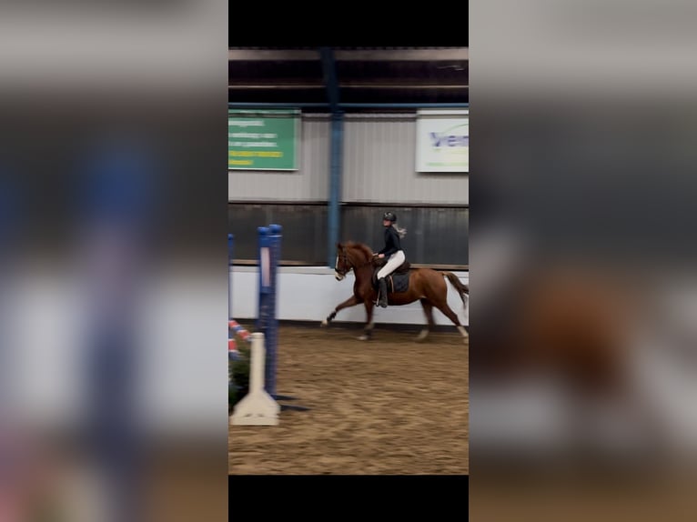 Duitse rijpony Merrie 5 Jaar 147 cm Vos in Uithoorn