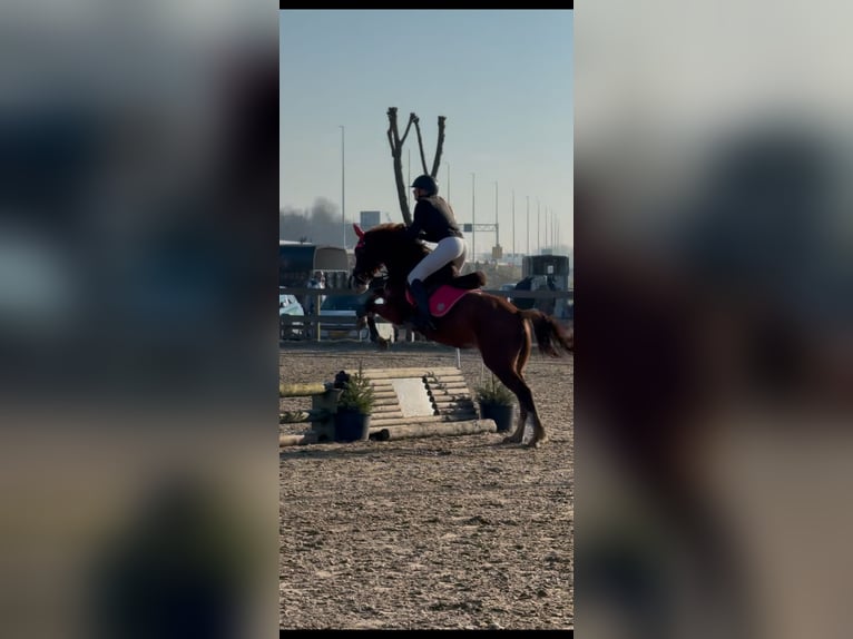 Duitse rijpony Merrie 5 Jaar 147 cm Vos in Uithoorn