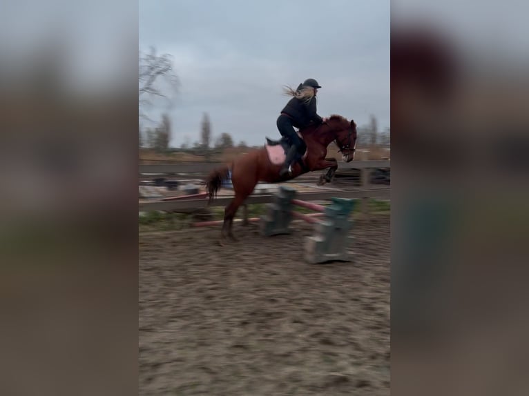 Duitse rijpony Merrie 5 Jaar 147 cm Vos in Uithoorn