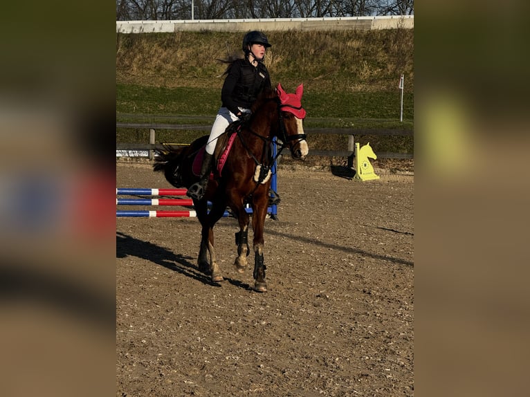Duitse rijpony Merrie 5 Jaar 147 cm Vos in Uithoorn
