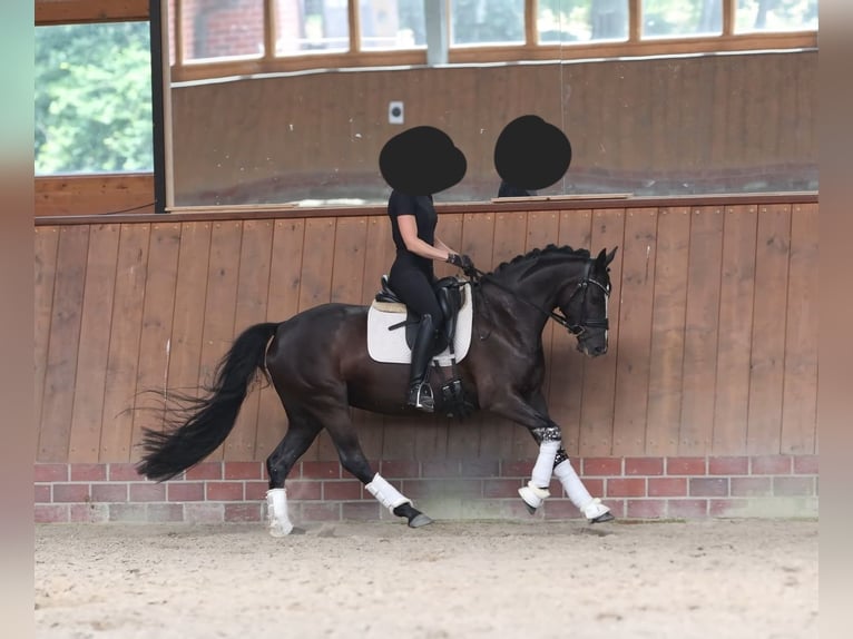 Duitse rijpony Merrie 5 Jaar 147 cm Zwart in Salzgitter