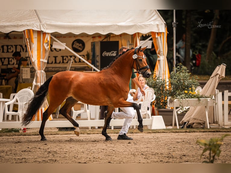 Duitse rijpony Merrie 5 Jaar 148 cm Bruin in Jüchen
