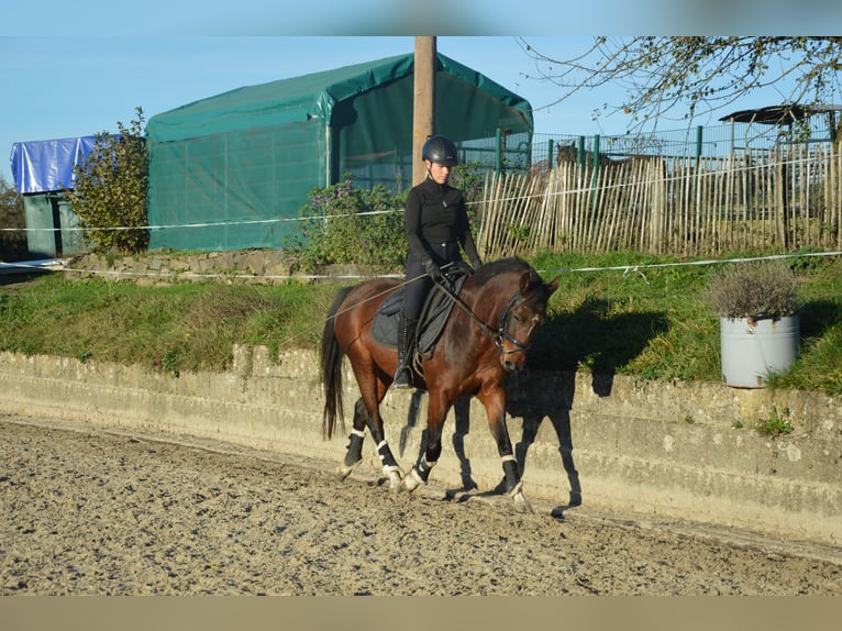 Duitse rijpony Merrie 5 Jaar 148 cm Bruin in Reichshofchshof