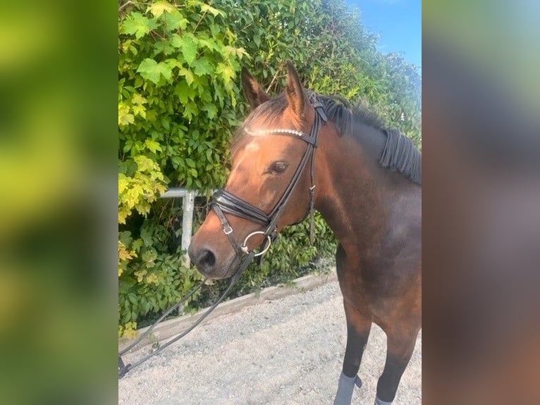 Duitse rijpony Merrie 5 Jaar 148 cm Bruin in Reichshofchshof