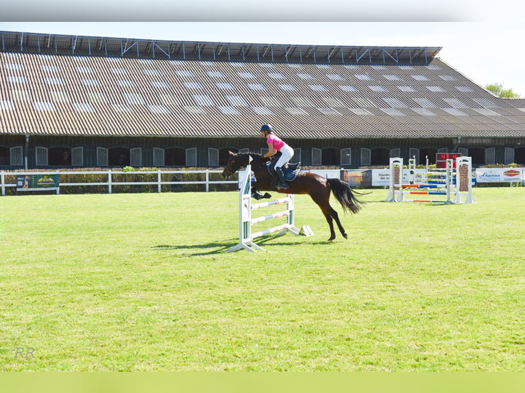 Duitse rijpony Merrie 5 Jaar 148 cm Bruin in Stakendorf