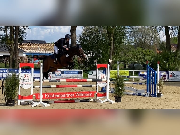 Duitse rijpony Merrie 5 Jaar 148 cm Bruin in Ostercappeln