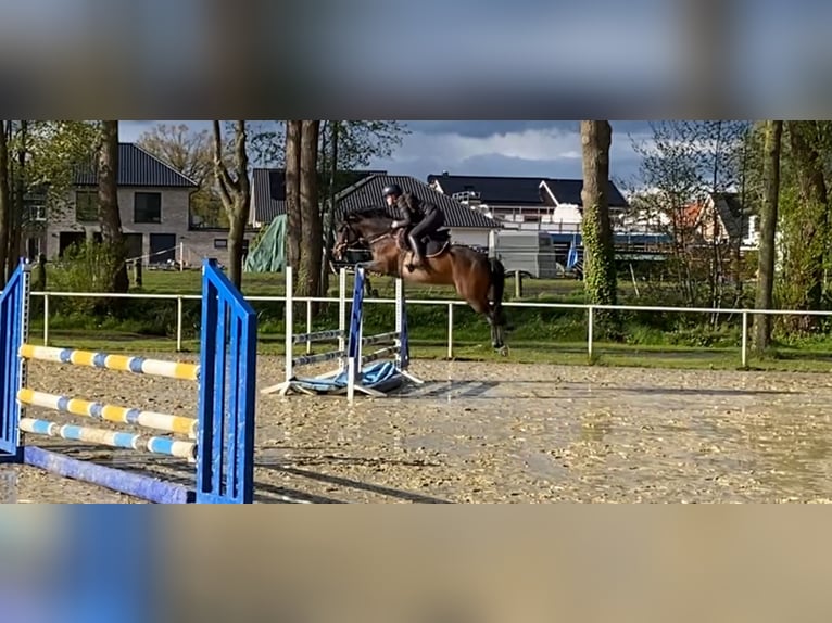 Duitse rijpony Merrie 5 Jaar 148 cm Bruin in Ostercappeln