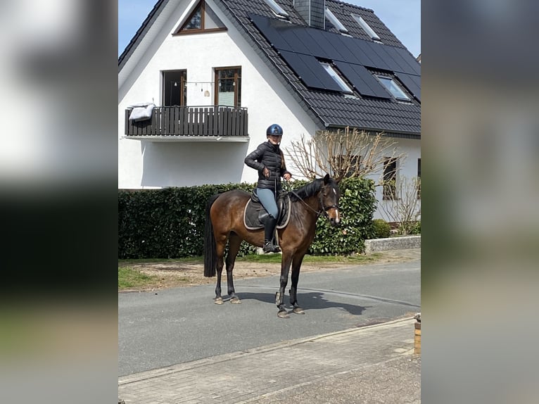 Duitse rijpony Merrie 5 Jaar 148 cm Bruin in Ostercappeln