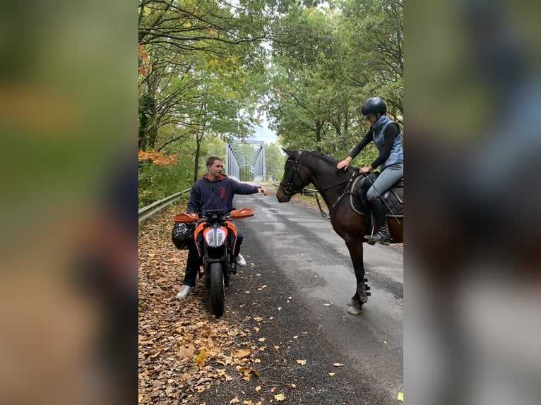 Duitse rijpony Merrie 5 Jaar 148 cm Bruin in Ostercappeln