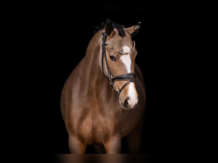 Duitse rijpony Merrie 5 Jaar 148 cm Buckskin in Wehringen
