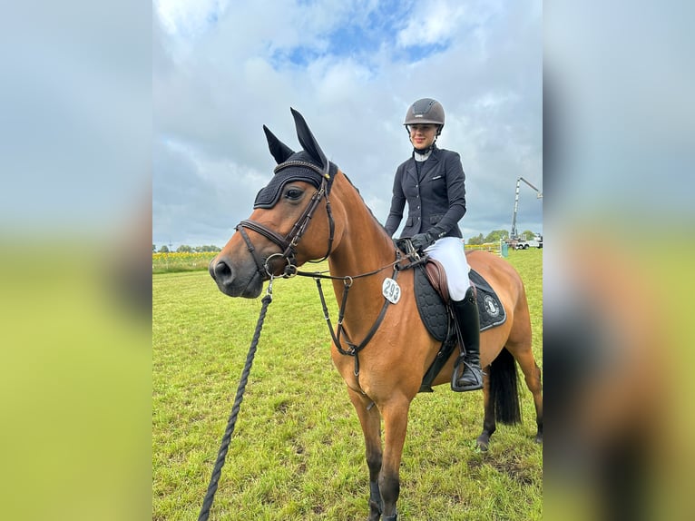 Duitse rijpony Merrie 5 Jaar 148 cm Champagne in Sottrum