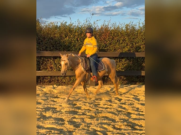 Duitse rijpony Merrie 5 Jaar 148 cm Champagne in Daleiden