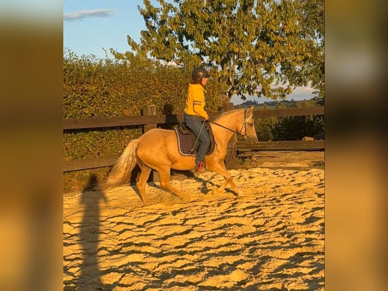 Duitse rijpony Merrie 5 Jaar 148 cm Champagne in Daleiden