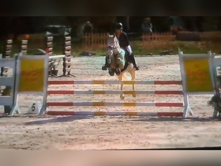 Duitse rijpony Merrie 5 Jaar 148 cm Cremello in Wanzleben