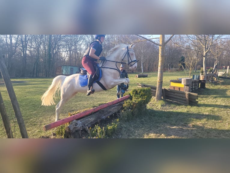 Duitse rijpony Merrie 5 Jaar 148 cm Cremello in Wanzleben