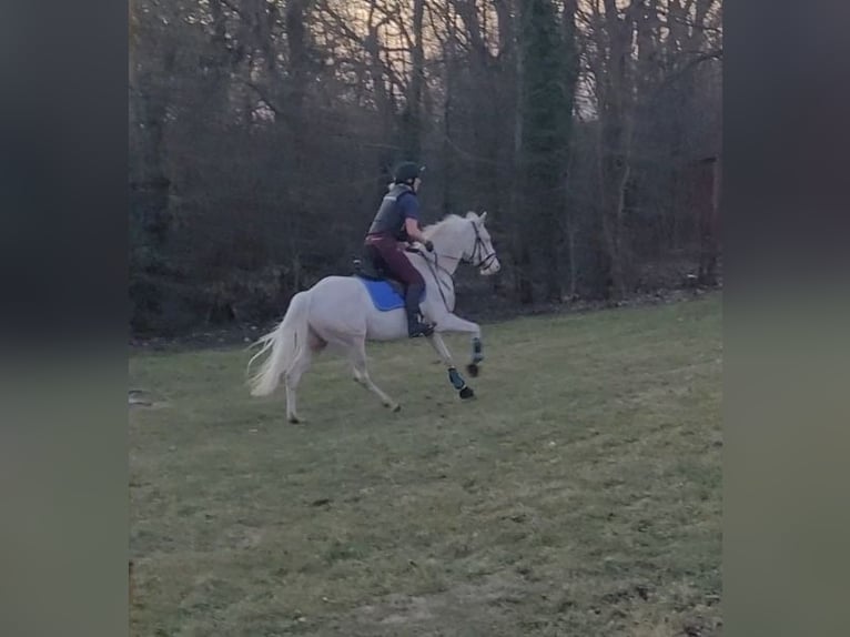 Duitse rijpony Merrie 5 Jaar 148 cm Cremello in Wanzleben