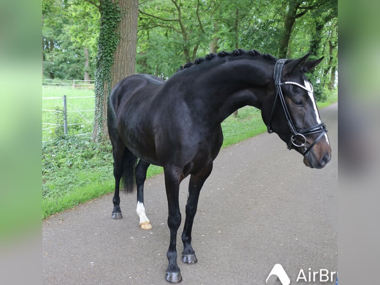 Duitse rijpony Merrie 5 Jaar 148 cm Donkerbruin in Recke, bei Osnabrück