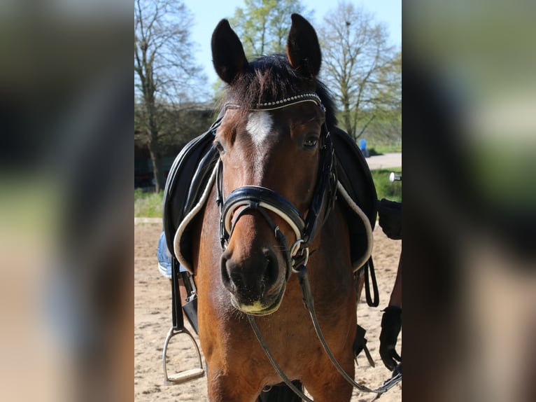 Duitse rijpony Merrie 5 Jaar 148 cm Donkerbruin in Freiburg im Breisgau