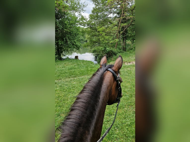 Duitse rijpony Merrie 5 Jaar 148 cm Donkerbruin in Freiburg im Breisgau