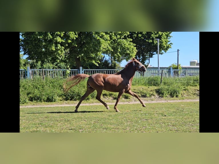 Duitse rijpony Merrie 5 Jaar 148 cm Donkere-vos in Niederzier