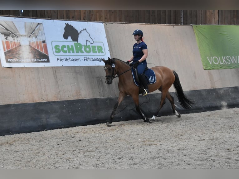 Duitse rijpony Merrie 5 Jaar 148 cm in Wegeleben