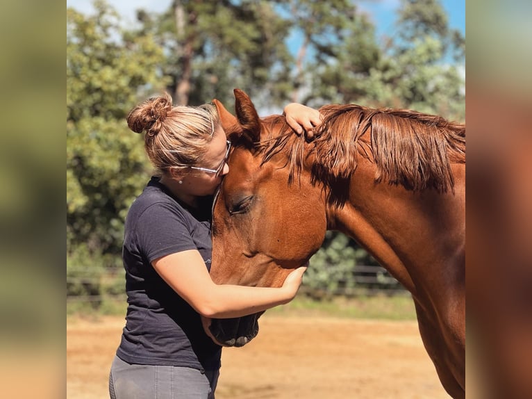 Duitse rijpony Merrie 5 Jaar 148 cm in Wegeleben