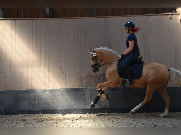 Duitse rijpony Merrie 5 Jaar 148 cm in Wegeleben