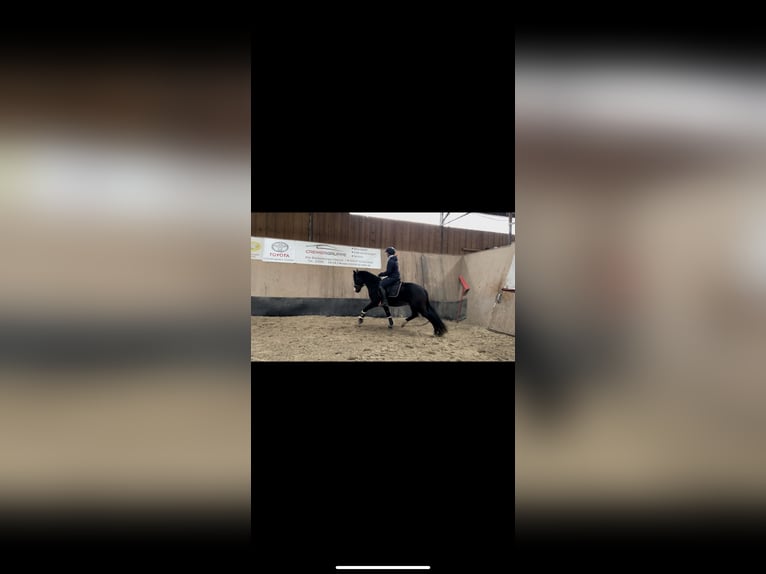 Duitse rijpony Merrie 5 Jaar 148 cm in Wegeleben