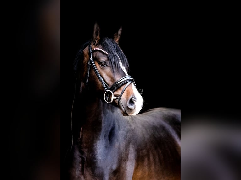 Duitse rijpony Merrie 5 Jaar 148 cm in Wegeleben