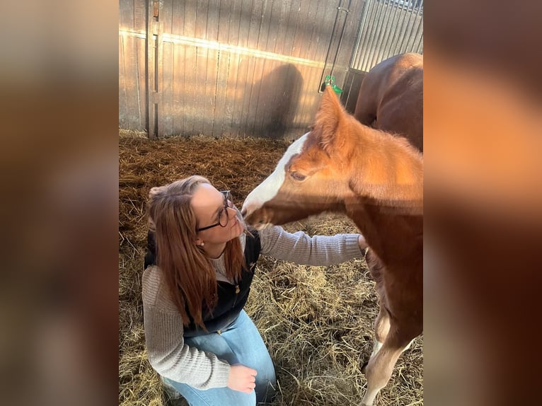 Duitse rijpony Merrie 5 Jaar 148 cm in Wegeleben