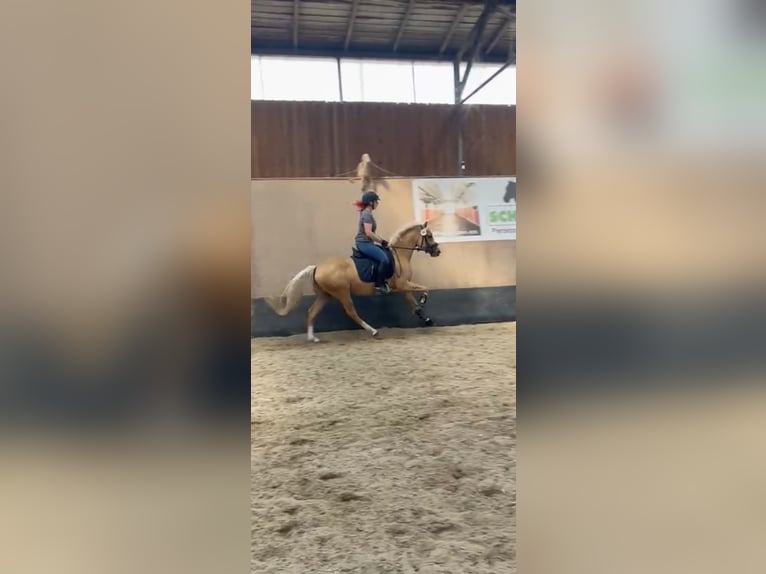 Duitse rijpony Merrie 5 Jaar 148 cm in Wegeleben