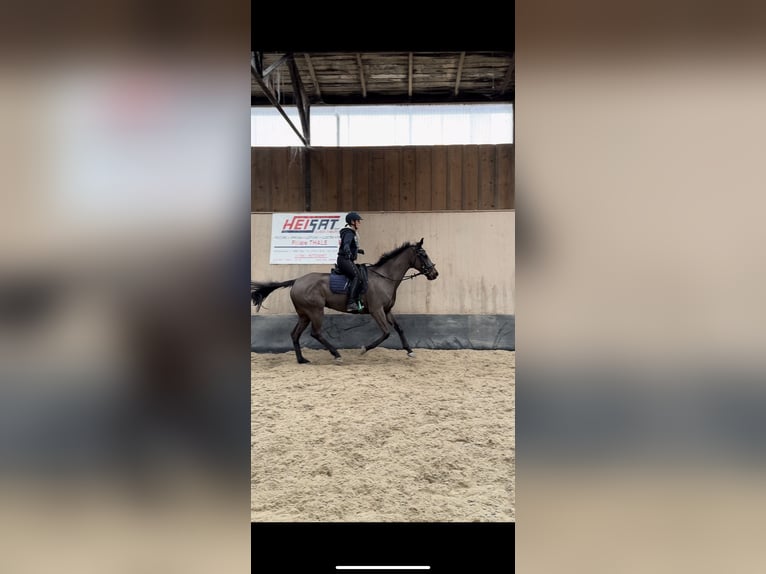 Duitse rijpony Merrie 5 Jaar 148 cm in Wegeleben