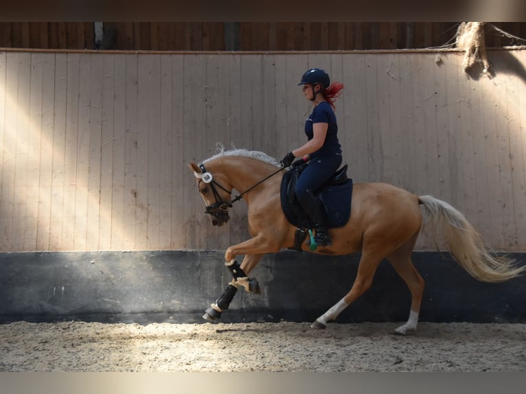 Duitse rijpony Merrie 5 Jaar 148 cm in Wegeleben