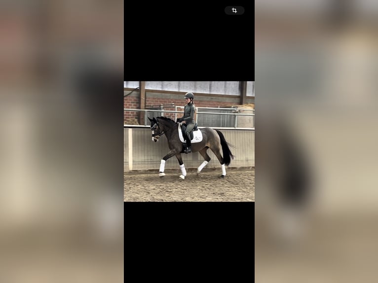 Duitse rijpony Merrie 5 Jaar 148 cm Falbe in Rastede