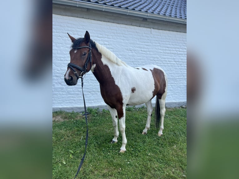 Duitse rijpony Merrie 5 Jaar 148 cm Gevlekt-paard in Köln