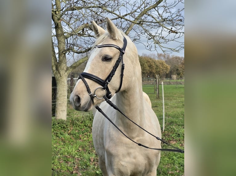 Duitse rijpony Merrie 5 Jaar 148 cm Palomino in Wachtendonk
