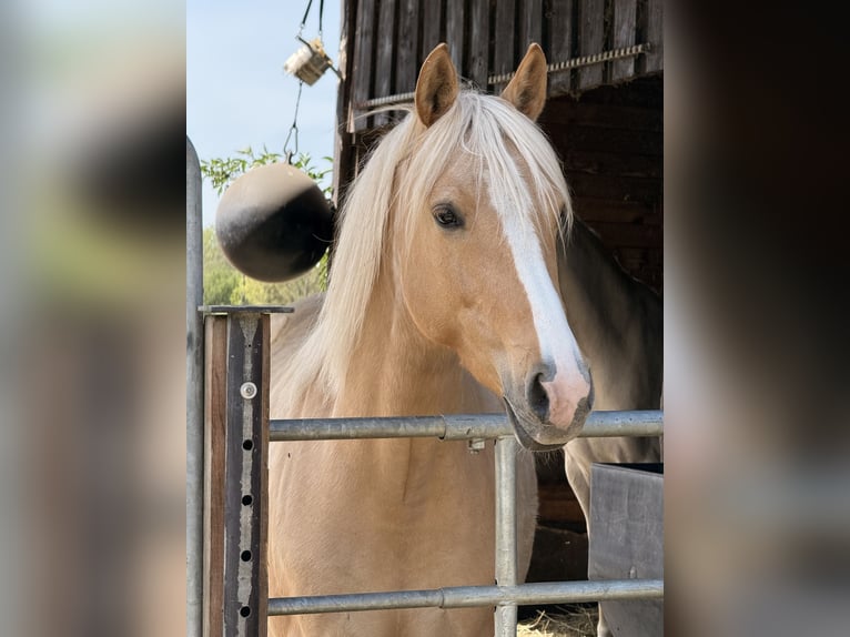 Duitse rijpony Merrie 5 Jaar 148 cm Palomino in Nersingen