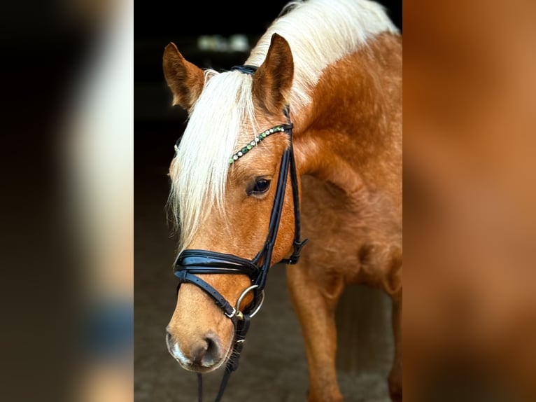 Duitse rijpony Merrie 5 Jaar 148 cm Palomino in Kietz